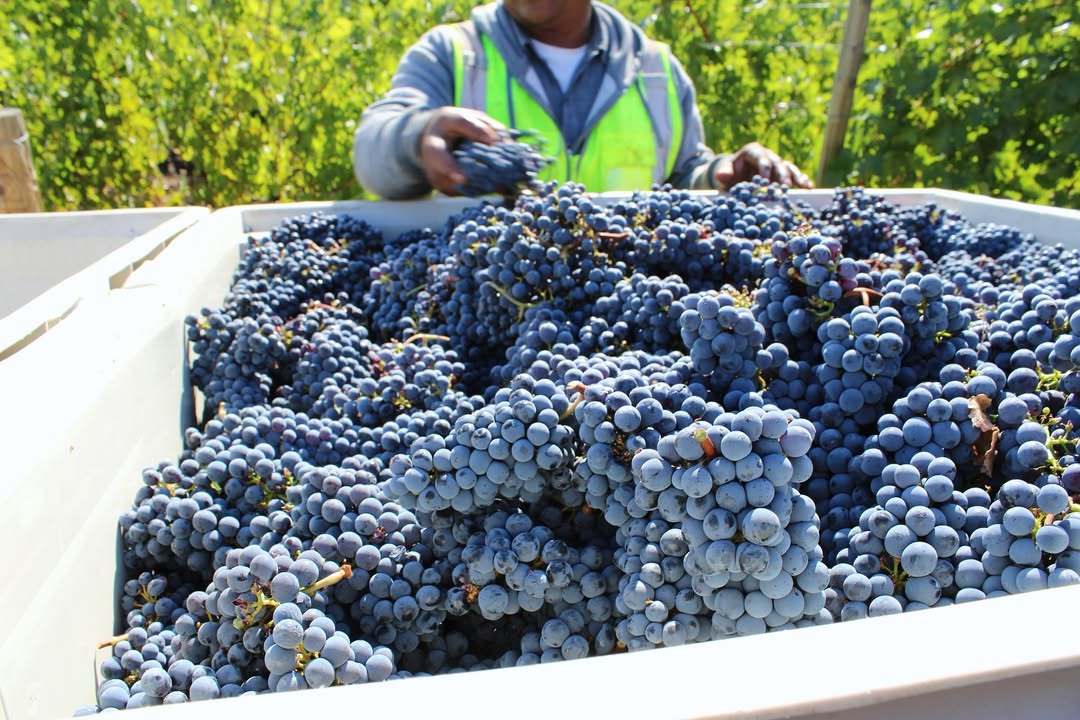 Worker harvesting grapes in vineyard