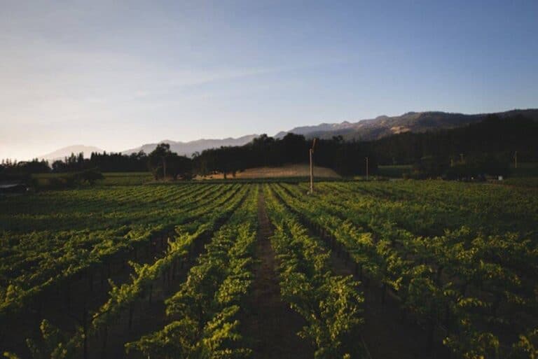 Battuello Vineyards 628e5cb8bd227.image  768x513