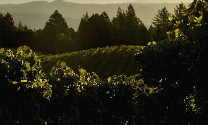 battuello Vineyards 2