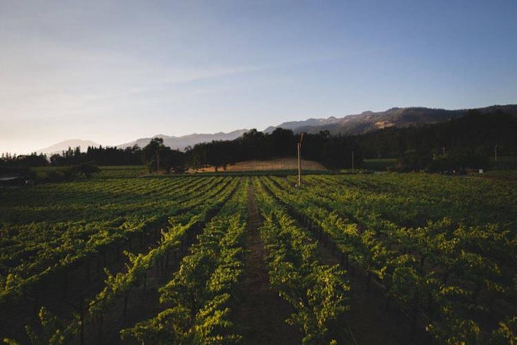 battuello Vineyards 3